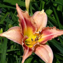 Daylily