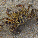 Crab