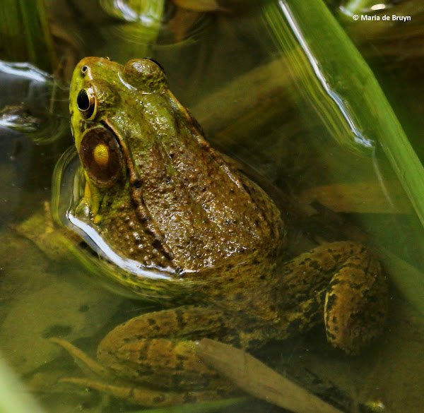 Green or bronze frog Project Noah