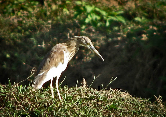 Spotting Image 1