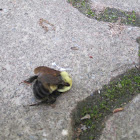 Bumblebee