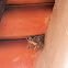 House Sparrow Nest