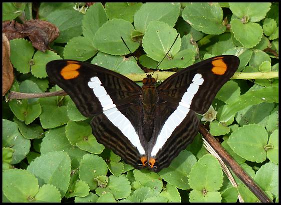 Spotting Image 1