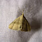 Pale Phalaenostola (Male)