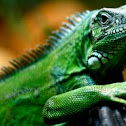 Iguana
