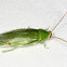 Green Banana Cockroach