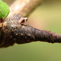 Tree-Stump Spider