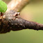 Tree-Stump Spider