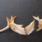 Fish bones