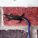 Five-Lined Skink