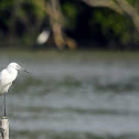 Little Egret