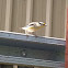 Straited (Black-headed) Pardalote