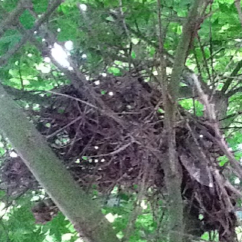 Nest