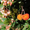 Arbutus