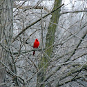 Northern Cardinal