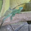 Basilisk Lizard