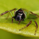 Northern Green Jumping Spider ( Male )