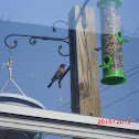 Purple finch
