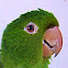 Maritaca