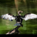 Cormorant
