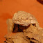 Bearded Dragon