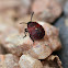Shield Bug Nymph