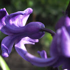 Hyacinth