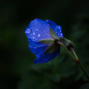 Rainy day by Hannah Rugg - Nature Up Close Flowers