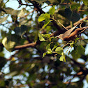 chestnut tailed starling