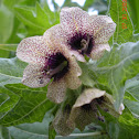 Henbane