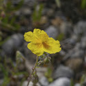 Sun Rose, Sonnenröschen