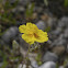 Sun Rose, Sonnenröschen