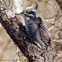 American Three-toed Woodpecker