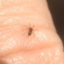 Spiderling