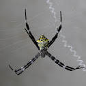 Garden Spider