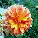 Dahlia or decorative dahlia
