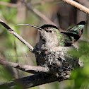 (Nesting) Anna's Hummingbird