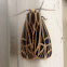 Virgin Tiger Moth