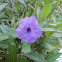 Britton's Wild Petunia