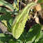 Green Milkweed Seedpod