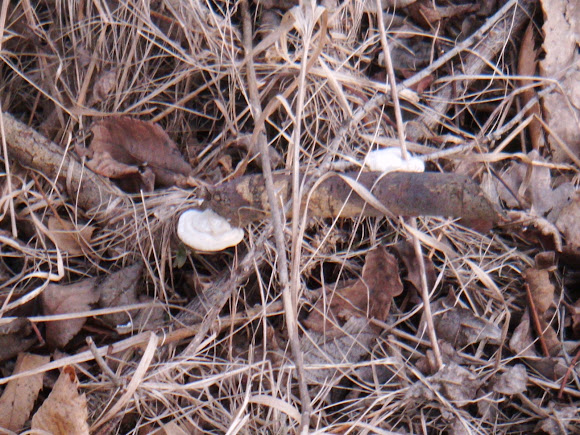 Spotting Image 1