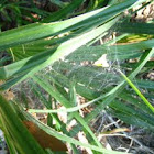 Spiderweb