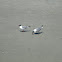 Laughing Gull