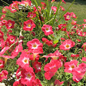 Petunia