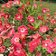 Petunia