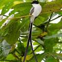 Fork-tailed flycatcher