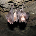 Greater Horseshoe Bat