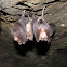 Greater Horseshoe Bat