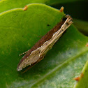 Roeslerstamm moth