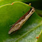 Roeslerstamm moth